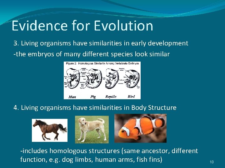 Evidence for Evolution 3. Living organisms have similarities in early development -the embryos of