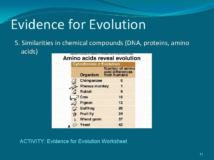 Evidence for Evolution 5. Similarities in chemical compounds (DNA, proteins, amino acids) ACTIVITY: Evidence