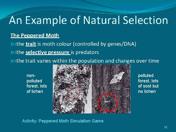 An Example of Natural Selection The Peppered Moth the trait is moth colour (controlled