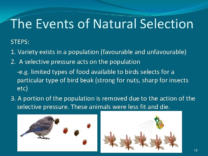 The Events of Natural Selection STEPS: 1. Variety exists in a population (favourable and