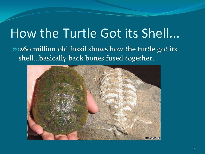 How the Turtle Got its Shell. . . 260 million old fossil shows how