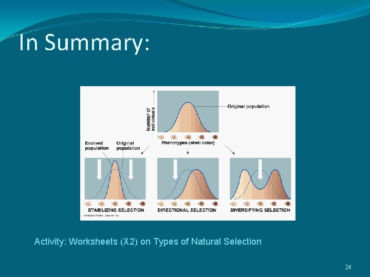 In Summary: Activity: Worksheets (X 2) on Types of Natural Selection 24 