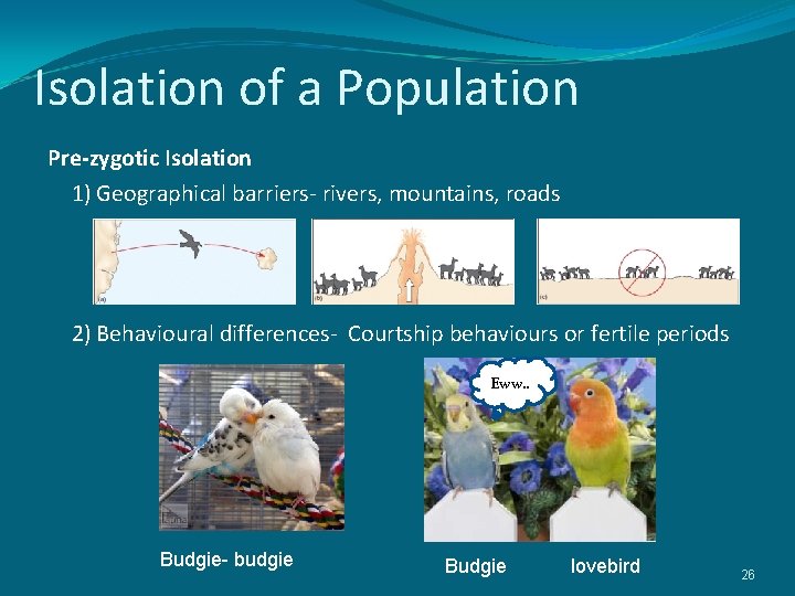 Isolation of a Population Pre-zygotic Isolation 1) Geographical barriers- rivers, mountains, roads 2) Behavioural