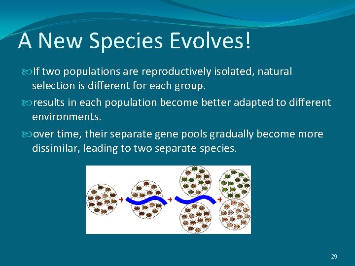 A New Species Evolves! If two populations are reproductively isolated, natural selection is different