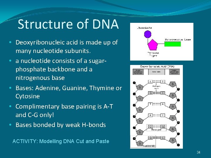 Structure of DNA • Deoxyribonucleic acid is made up of many nucleotide subunits. •