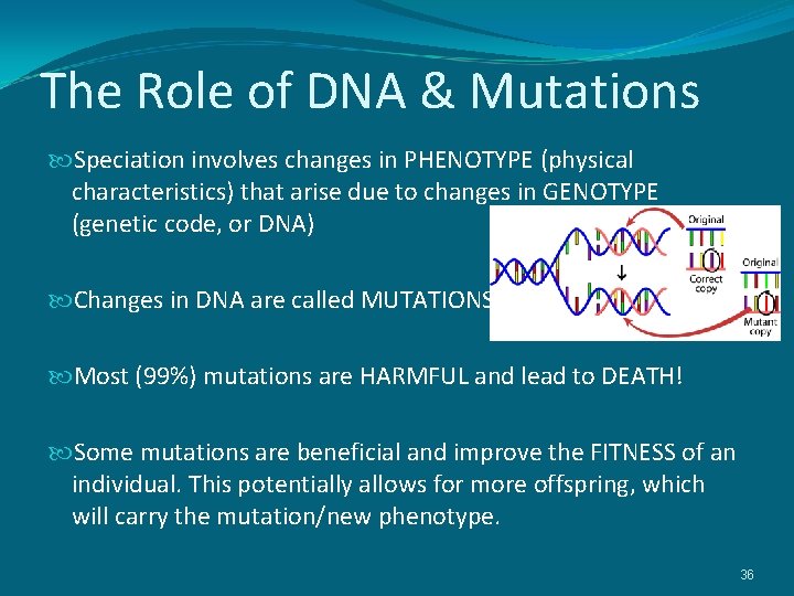 The Role of DNA & Mutations Speciation involves changes in PHENOTYPE (physical characteristics) that