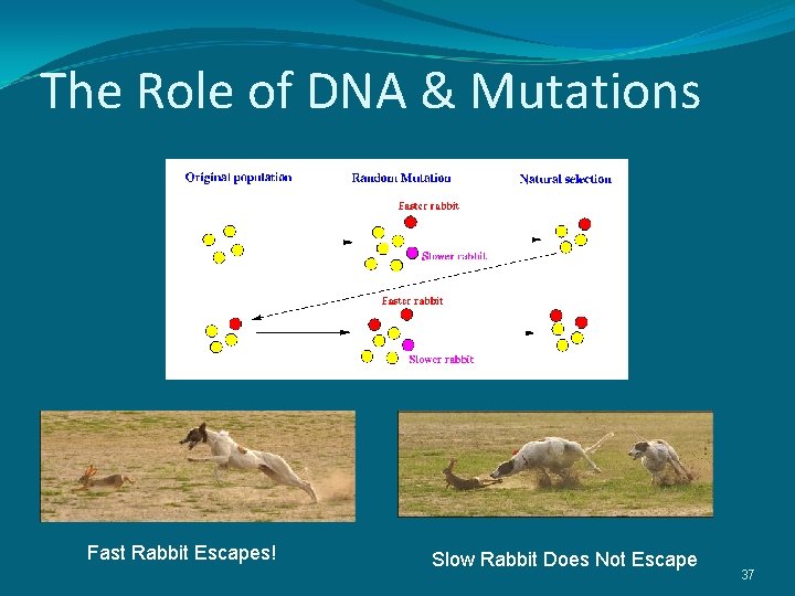 The Role of DNA & Mutations Fast Rabbit Escapes! Slow Rabbit Does Not Escape