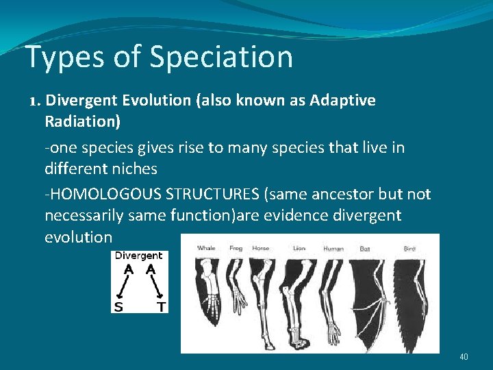 Types of Speciation 1. Divergent Evolution (also known as Adaptive Radiation) -one species gives