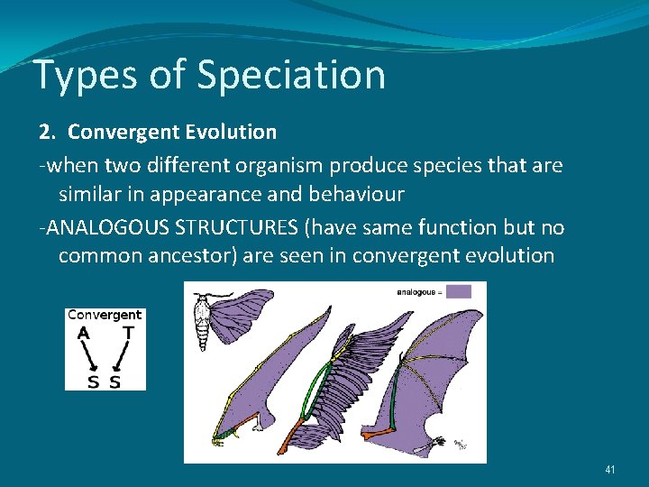 Types of Speciation 2. Convergent Evolution -when two different organism produce species that are