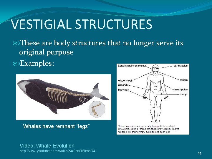 VESTIGIAL STRUCTURES These are body structures that no longer serve its original purpose Examples: