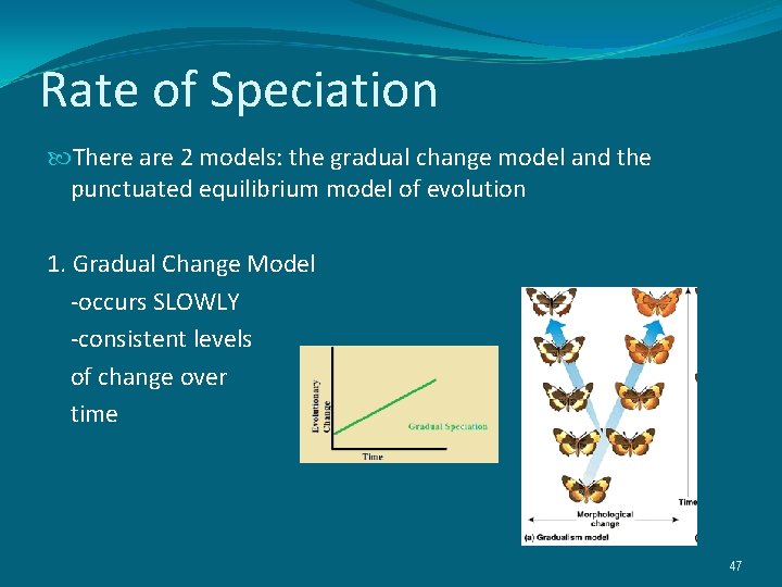 Rate of Speciation There are 2 models: the gradual change model and the punctuated