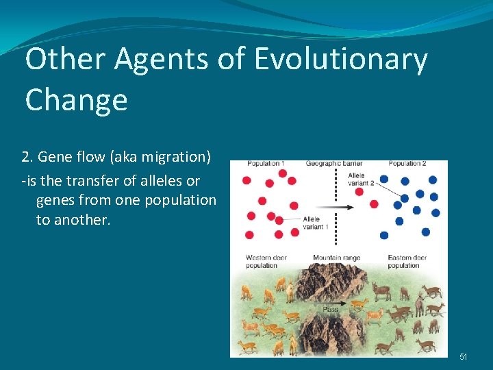 Other Agents of Evolutionary Change 2. Gene flow (aka migration) -is the transfer of