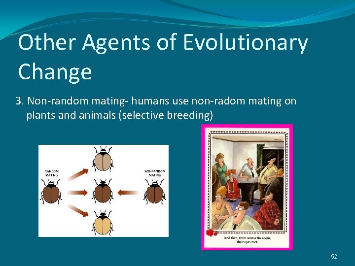 Other Agents of Evolutionary Change 3. Non-random mating- humans use non-radom mating on plants