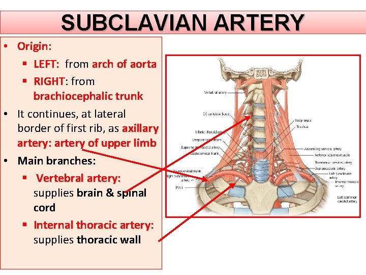 SUBCLAVIAN ARTERY • Origin: § LEFT: from arch of aorta § RIGHT: from brachiocephalic SUBCLAVIAN ARTERY • Origin: § LEFT: from arch of aorta § RIGHT: from brachiocephalic