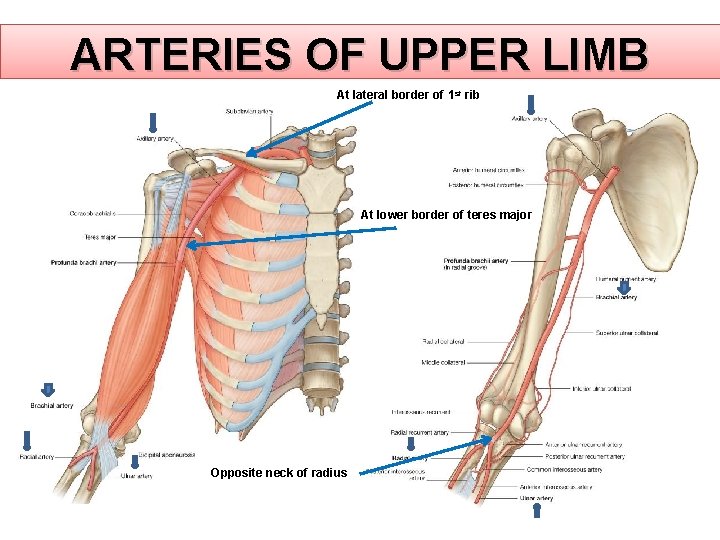 ARTERIES OF UPPER LIMB At lateral border of 1 st rib At lower border ARTERIES OF UPPER LIMB At lateral border of 1 st rib At lower border