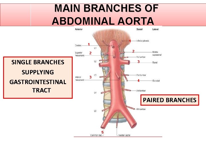 MAIN BRANCHES OF ABDOMINAL AORTA 1 1 2 2 SINGLE BRANCHES SUPPLYING GASTROINTESTINAL TRACT MAIN BRANCHES OF ABDOMINAL AORTA 1 1 2 2 SINGLE BRANCHES SUPPLYING GASTROINTESTINAL TRACT