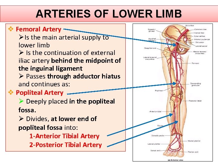 ARTERIES OF LOWER LIMB v Femoral Artery ØIs the main arterial supply to lower ARTERIES OF LOWER LIMB v Femoral Artery ØIs the main arterial supply to lower