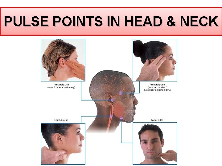 PULSE POINTS IN HEAD & NECK PULSE POINTS IN HEAD & NECK