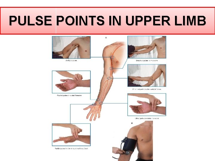 PULSE POINTS IN UPPER LIMB PULSE POINTS IN UPPER LIMB