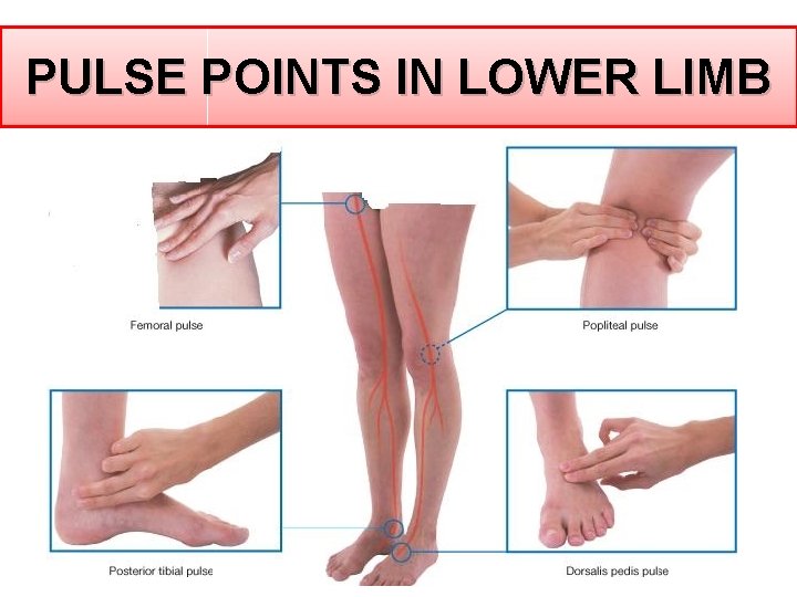PULSE POINTS IN LOWER LIMB PULSE POINTS IN LOWER LIMB