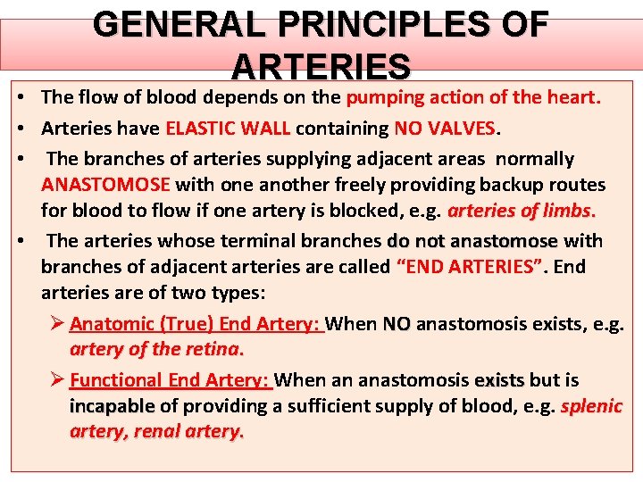 GENERAL PRINCIPLES OF ARTERIES • The flow of blood depends on the pumping action GENERAL PRINCIPLES OF ARTERIES • The flow of blood depends on the pumping action