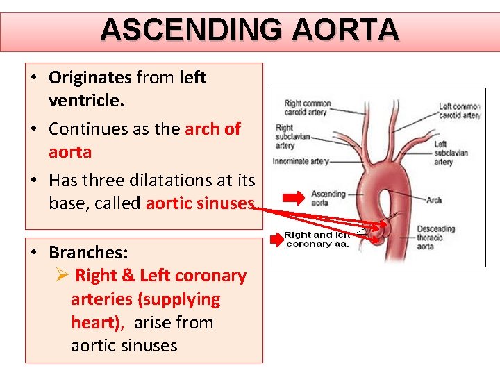 ASCENDING AORTA • Originates from left ventricle. • Continues as the arch of aorta ASCENDING AORTA • Originates from left ventricle. • Continues as the arch of aorta