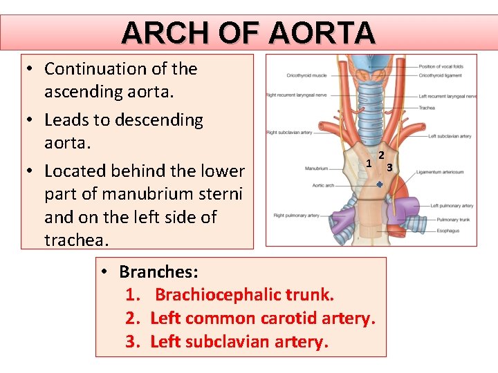 ARCH OF AORTA • Continuation of the ascending aorta. • Leads to descending aorta. ARCH OF AORTA • Continuation of the ascending aorta. • Leads to descending aorta.