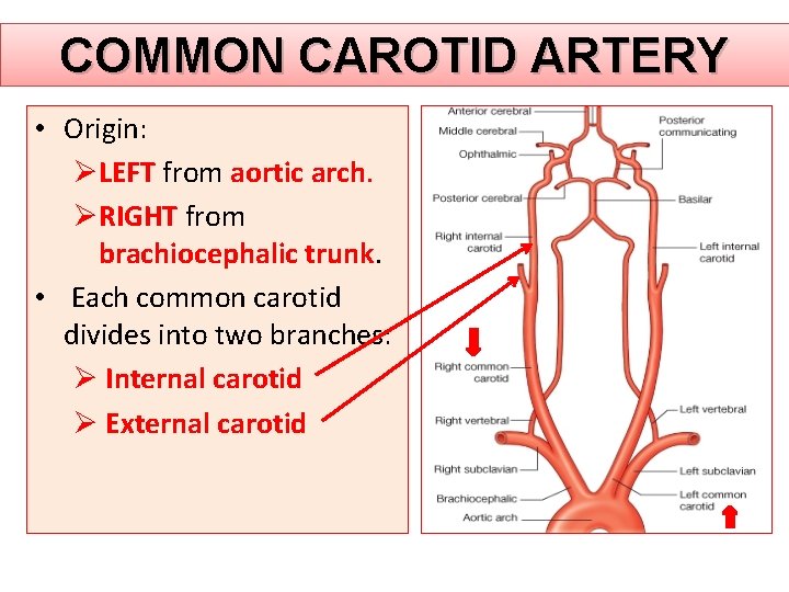 COMMON CAROTID ARTERY • Origin: ØLEFT from aortic arch. ØRIGHT from brachiocephalic trunk. • COMMON CAROTID ARTERY • Origin: ØLEFT from aortic arch. ØRIGHT from brachiocephalic trunk. •