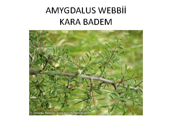 AMYGDALUS WEBBİİ KARA BADEM 