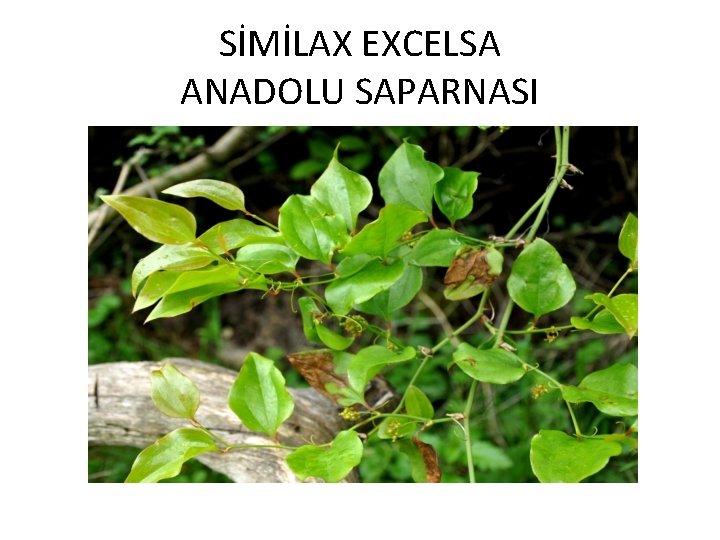 SİMİLAX EXCELSA ANADOLU SAPARNASI 