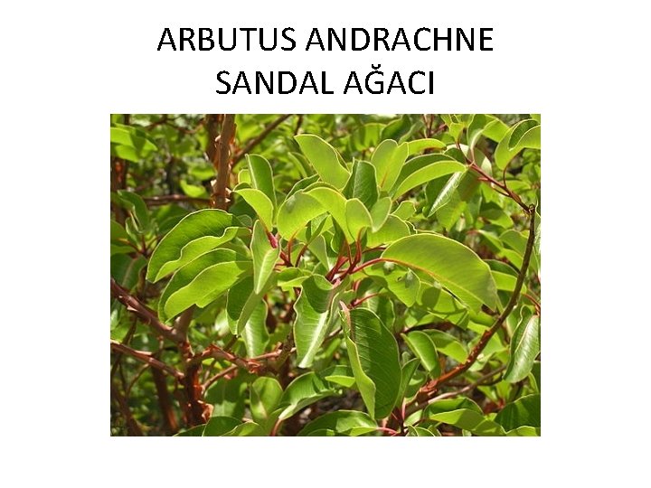 ARBUTUS ANDRACHNE SANDAL AĞACI 