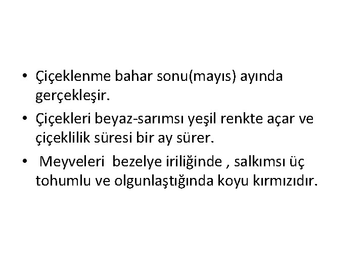  • Çiçeklenme bahar sonu(mayıs) ayında gerçekleşir. • Çiçekleri beyaz-sarımsı yeşil renkte açar ve