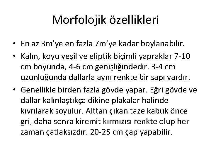 Morfolojik özellikleri • En az 3 m’ye en fazla 7 m’ye kadar boylanabilir. •