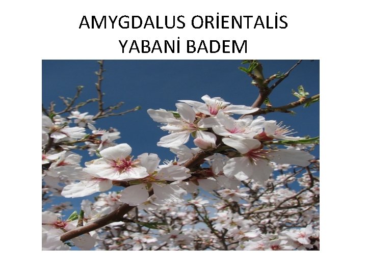 AMYGDALUS ORİENTALİS YABANİ BADEM 