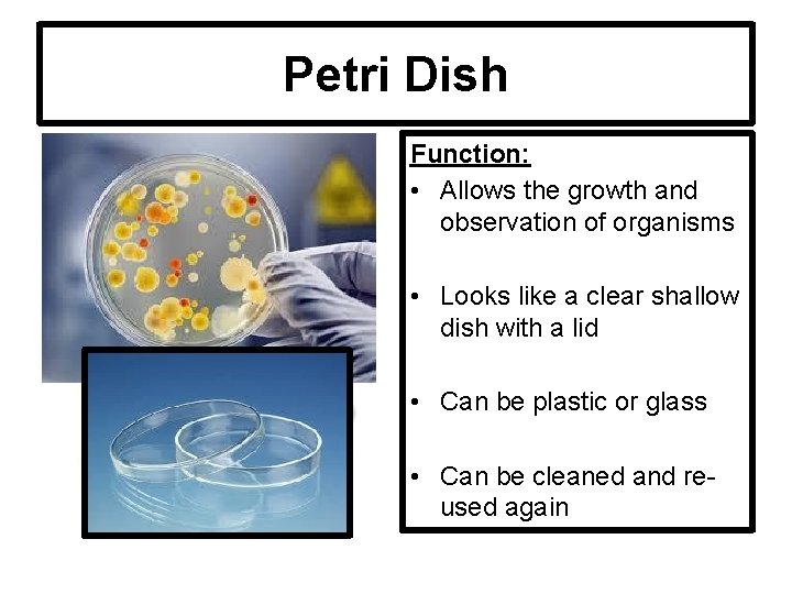 Petri Dish Function: • Allows the growth and observation of organisms • Looks like