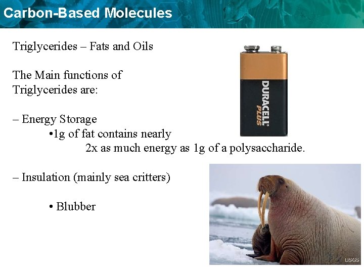 Carbon-Based Molecules Triglycerides – Fats and Oils The Main functions of Triglycerides are: –