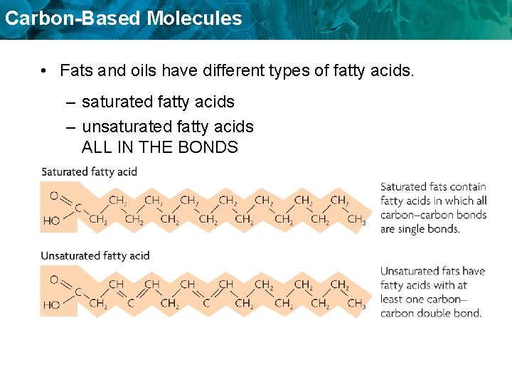 Carbon-Based Molecules • Fats and oils have different types of fatty acids. – saturated