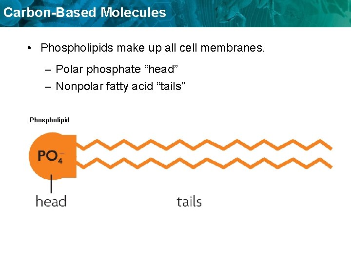 Carbon-Based Molecules • Phospholipids make up all cell membranes. – Polar phosphate “head” –