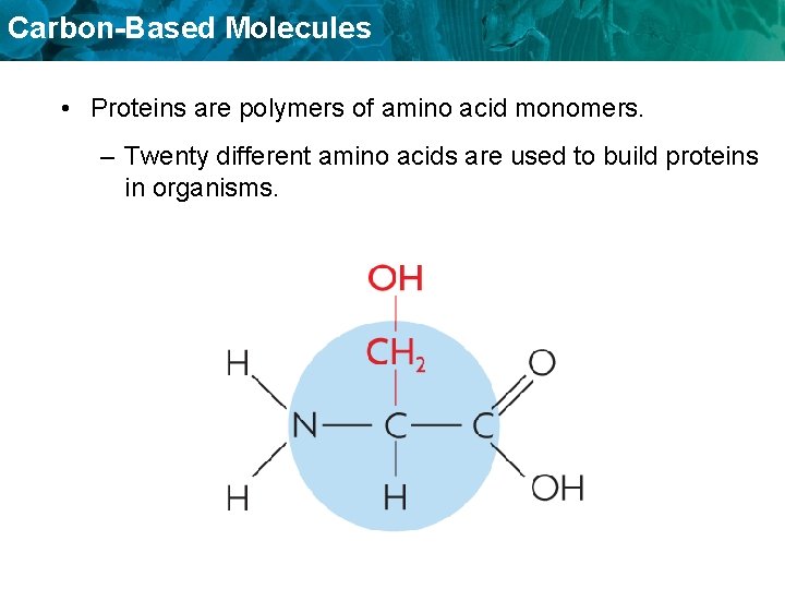 Carbon-Based Molecules • Proteins are polymers of amino acid monomers. – Twenty different amino