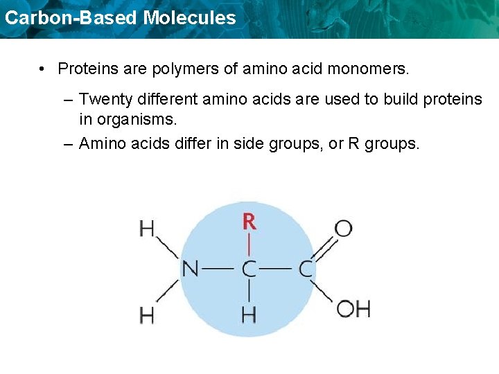 Carbon-Based Molecules • Proteins are polymers of amino acid monomers. – Twenty different amino