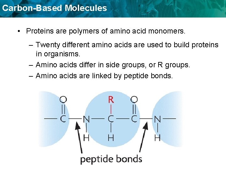Carbon-Based Molecules • Proteins are polymers of amino acid monomers. – Twenty different amino