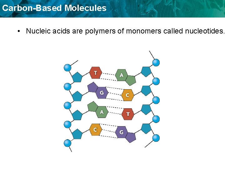 Carbon-Based Molecules • Nucleic acids are polymers of monomers called nucleotides. 
