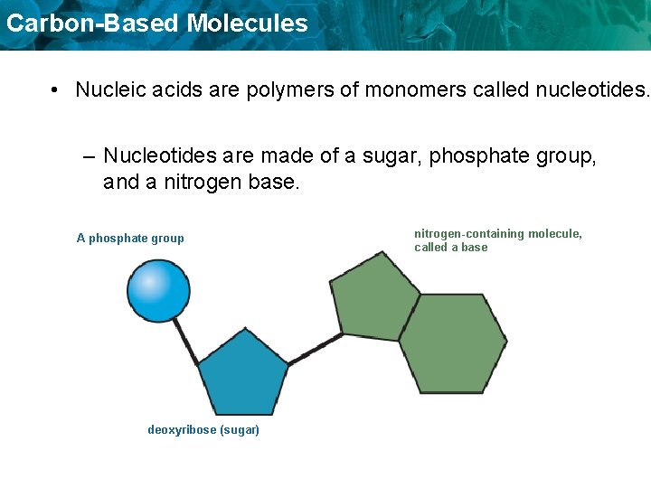 Carbon-Based Molecules • Nucleic acids are polymers of monomers called nucleotides. – Nucleotides are