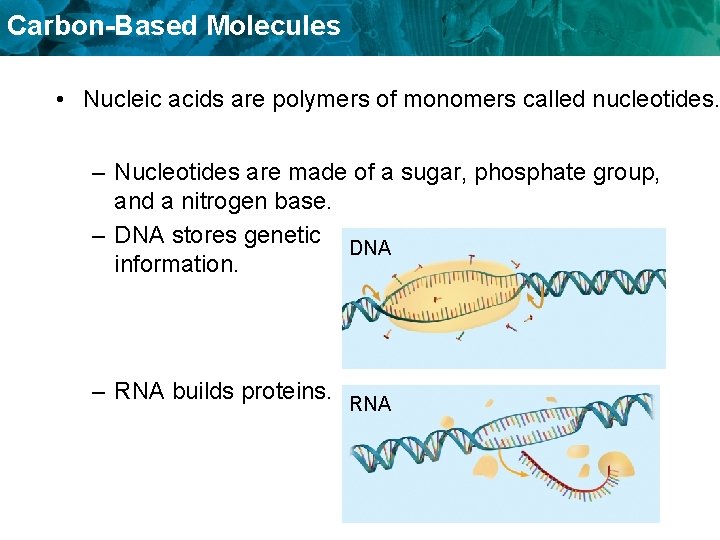 Carbon-Based Molecules • Nucleic acids are polymers of monomers called nucleotides. – Nucleotides are
