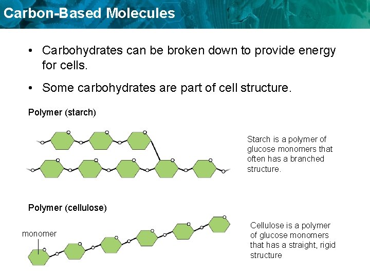 Carbon-Based Molecules • Carbohydrates can be broken down to provide energy for cells. •