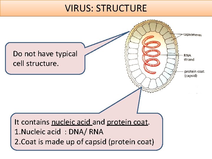 VIRUS: STRUCTURE Do not have typical cell structure. It contains nucleic acid and protein