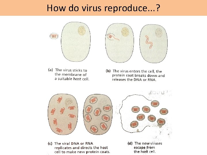 How do virus reproduce. . . ? 