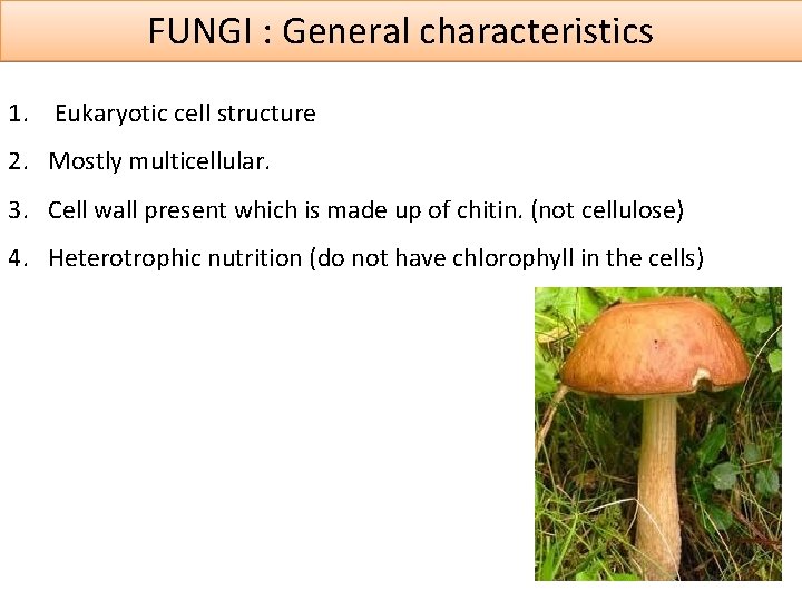 FUNGI : General characteristics 1. Eukaryotic cell structure 2. Mostly multicellular. 3. Cell wall