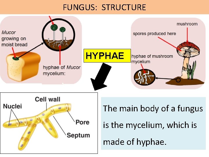 FUNGUS: STRUCTURE HYPHAE The main body of a fungus is the mycelium, which is