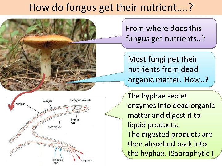 How do fungus get their nutrient. . ? From where does this fungus get